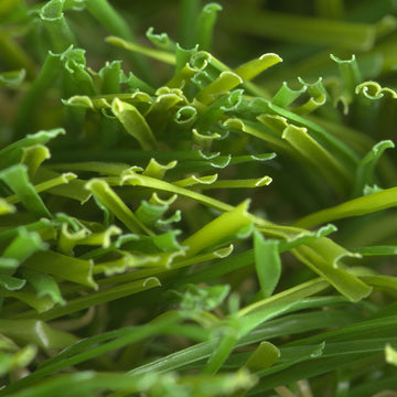 Amur Synthetic Artificial Grass Close View